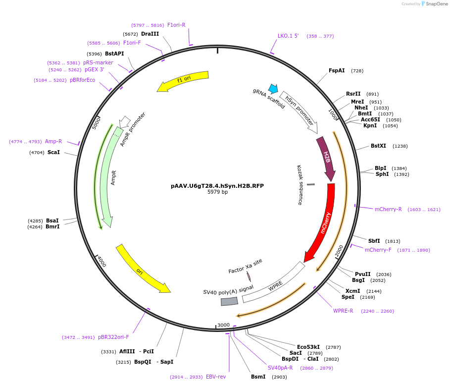 170387-plasmid-map-sequence-id-345059