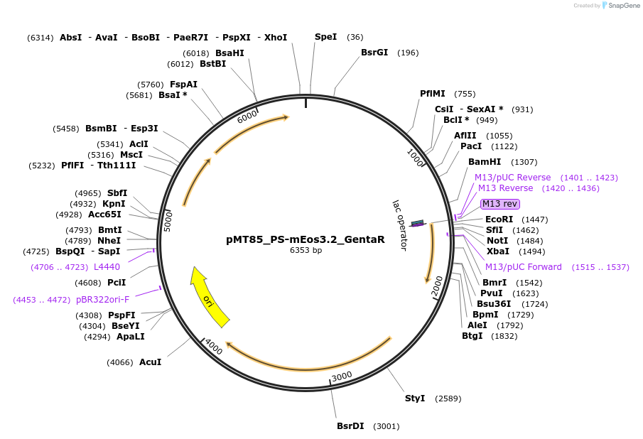 173895-plasmid-map-sequence-id-345063