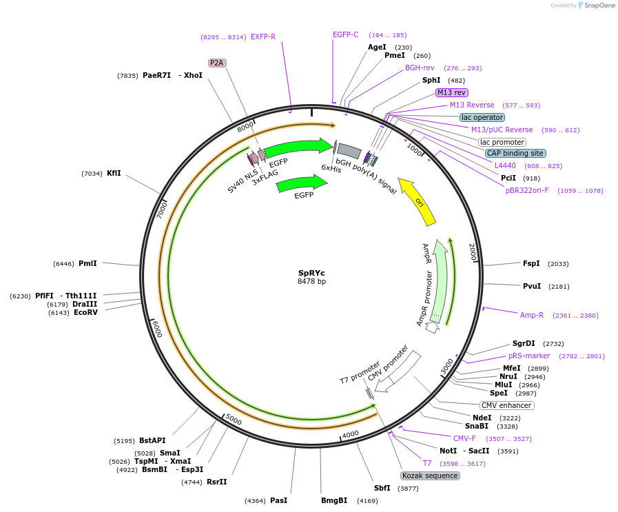 175575-plasmid-map-sequence-id-345065