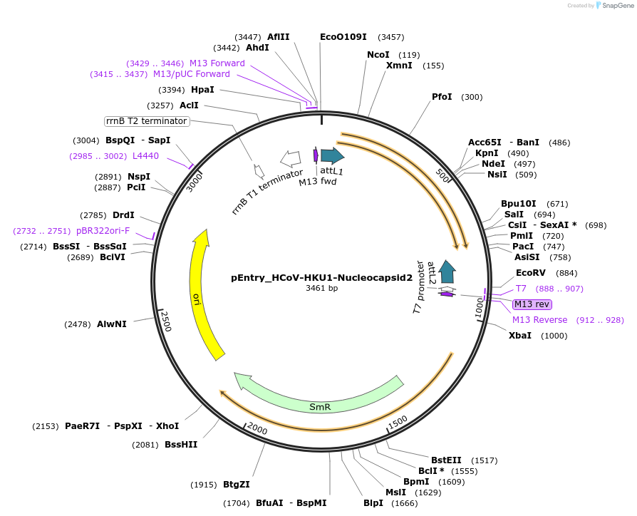 168907-plasmid-map-sequence-id-345066