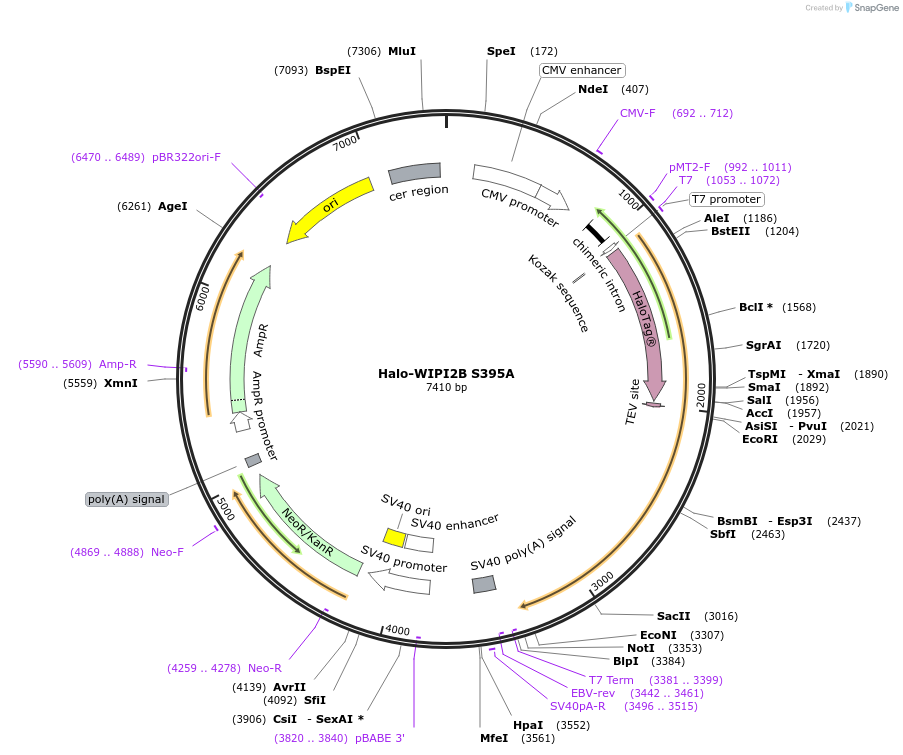 176005-plasmid-map-sequence-id-345069