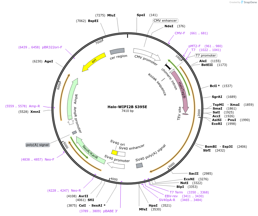 176006-plasmid-map-sequence-id-345070