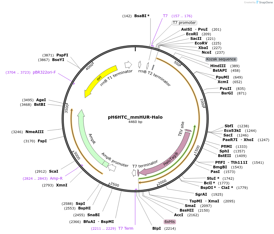 175311-plasmid-map-sequence-id-345073