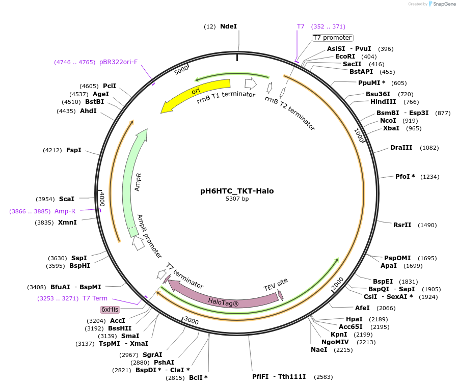 175331-plasmid-map-sequence-id-345074