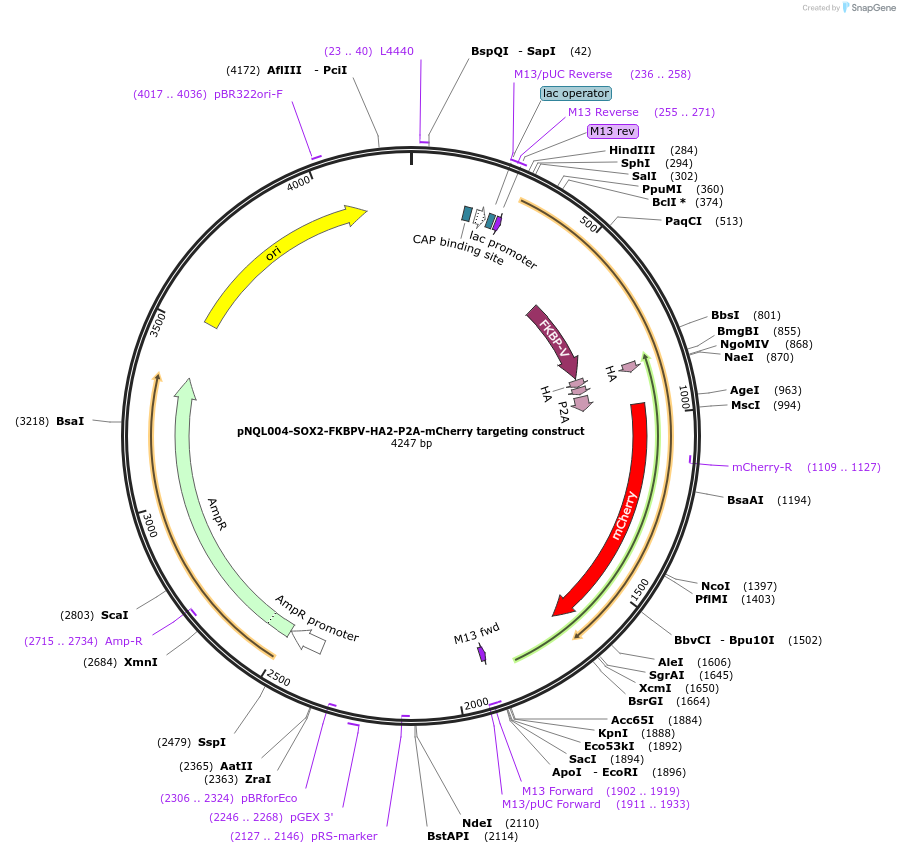 175552-plasmid-map-sequence-id-345079