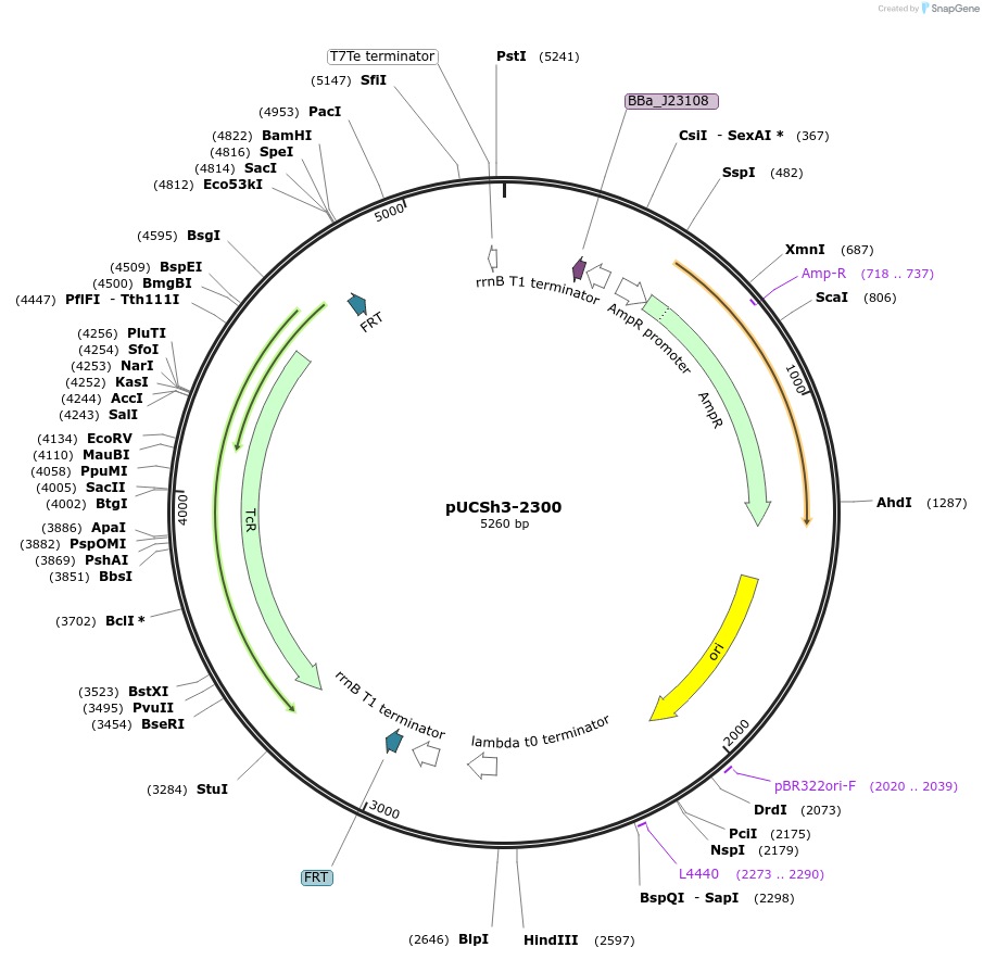 170985-plasmid-map-sequence-id-345134