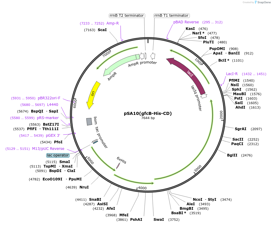 176194-plasmid-map-sequence-id-345140