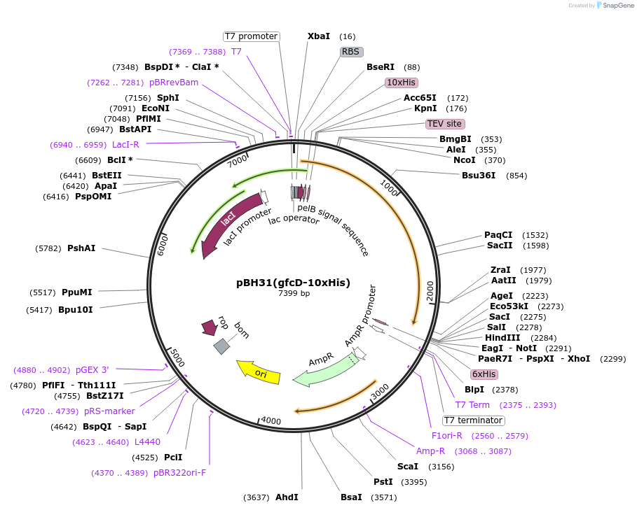 176200-plasmid-map-sequence-id-345145