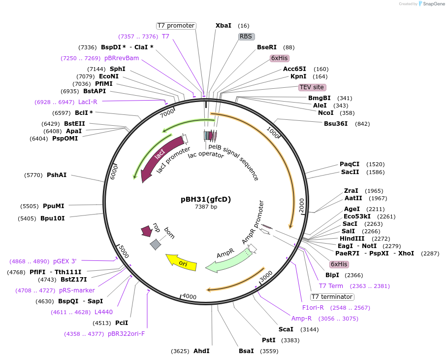 176199-plasmid-map-sequence-id-345146