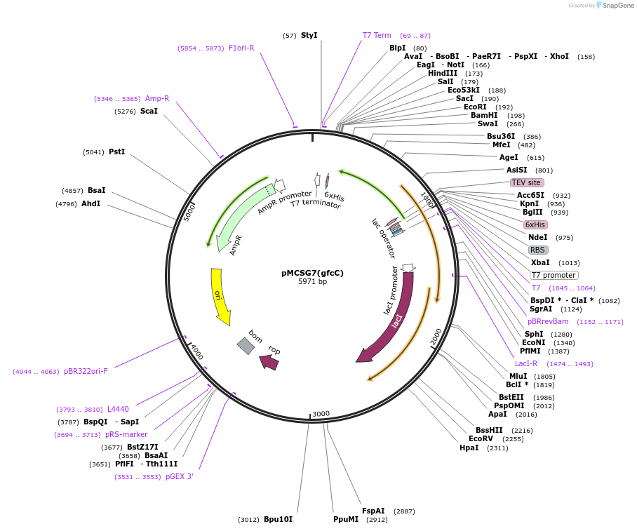 176197-plasmid-map-sequence-id-345148