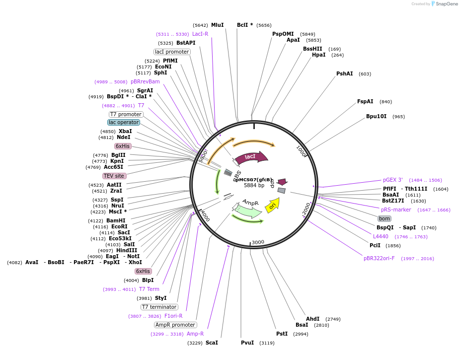 176196-plasmid-map-sequence-id-345149