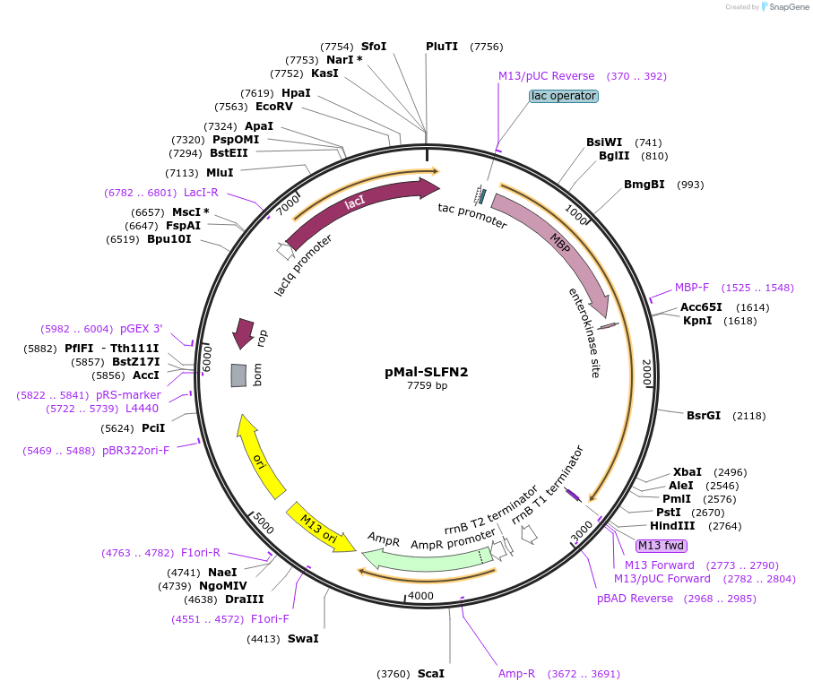 174322-plasmid-map-sequence-id-345153