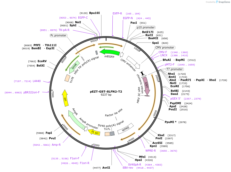 174321-plasmid-map-sequence-id-345154
