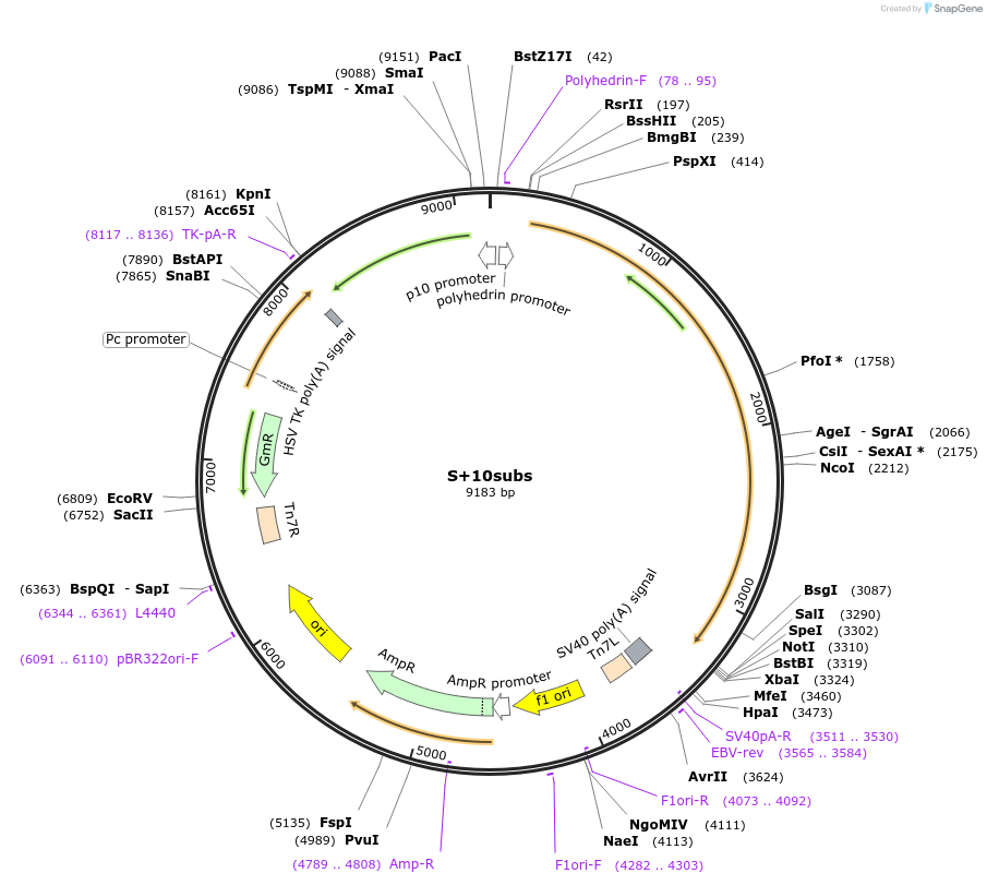 167176-plasmid-map-sequence-id-345188