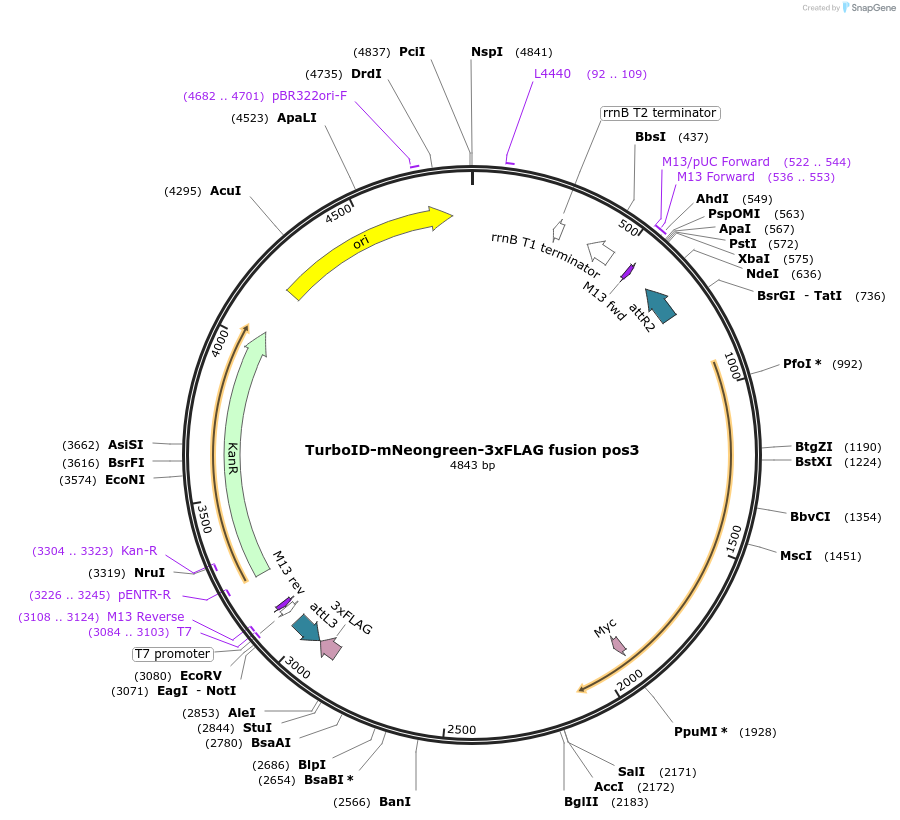 172864-plasmid-map-sequence-id-345189