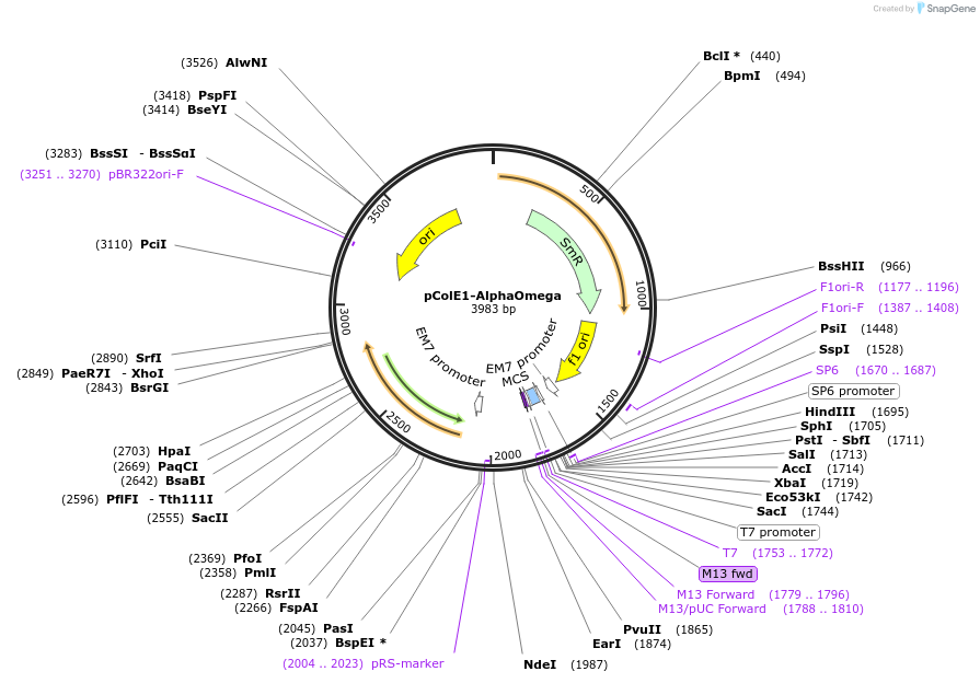 165867-plasmid-map-sequence-id-345193