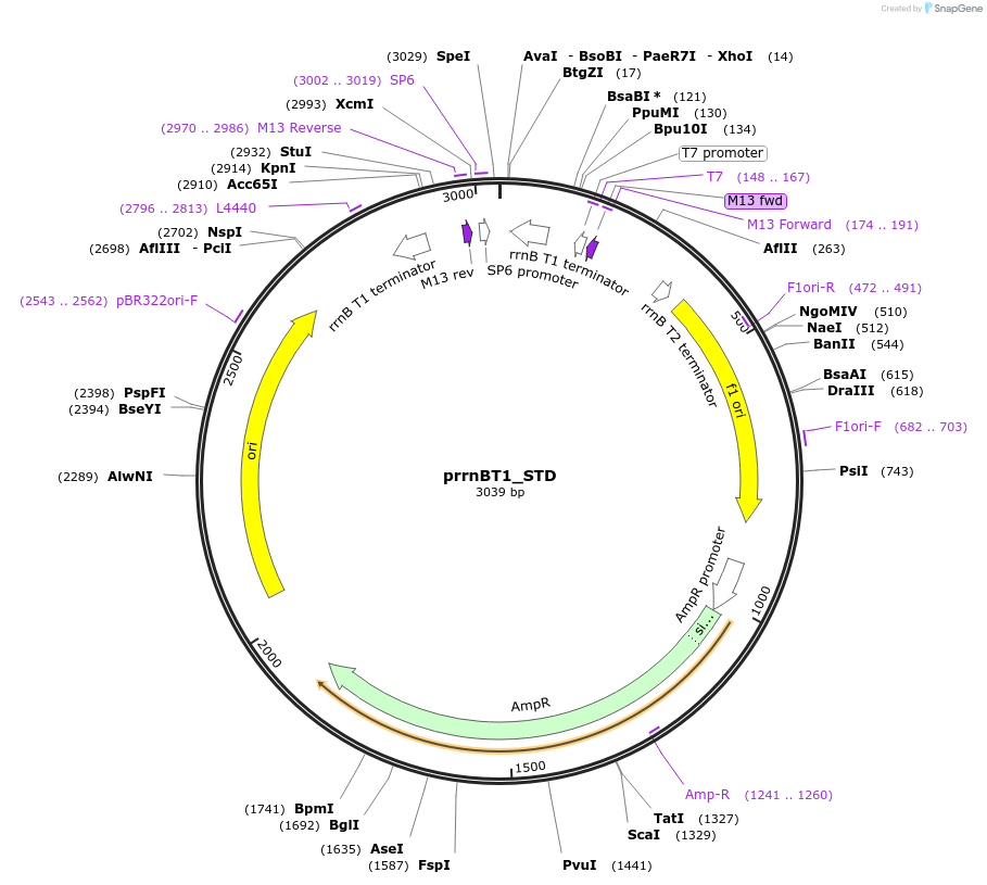 165803-plasmid-map-sequence-id-345194