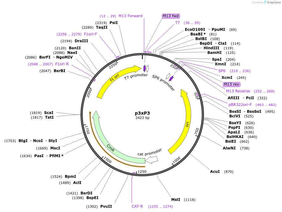 165779-plasmid-map-sequence-id-345197