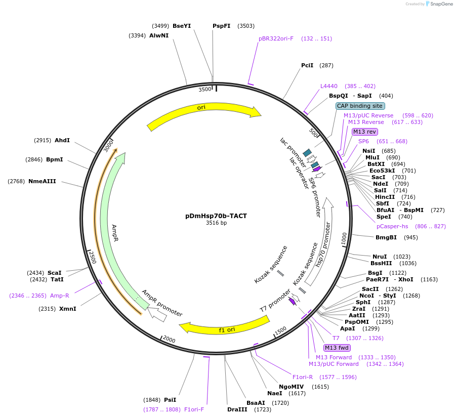 165780-plasmid-map-sequence-id-345198