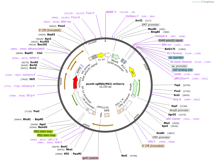 171053-plasmid-map-sequence-id-345199