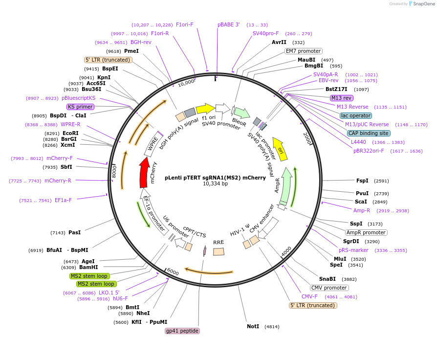 171054-plasmid-map-sequence-id-345200