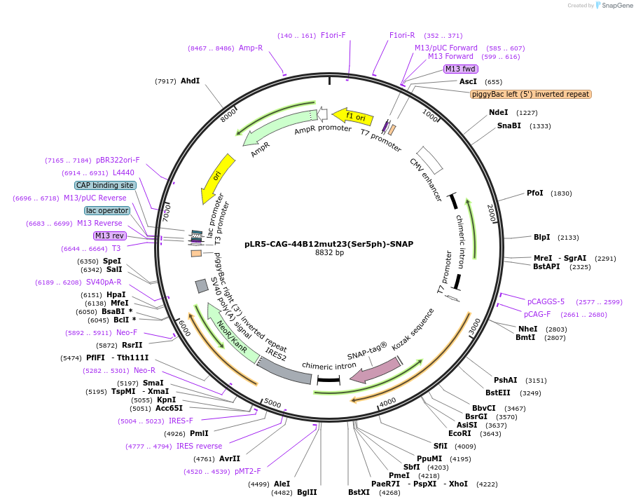 174877-plasmid-map-sequence-id-345215
