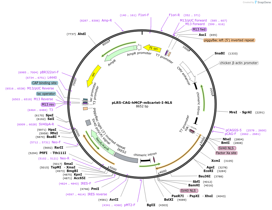 174878-plasmid-map-sequence-id-345219