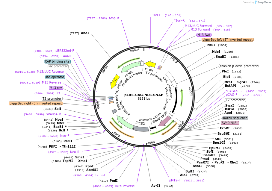174879-plasmid-map-sequence-id-345222