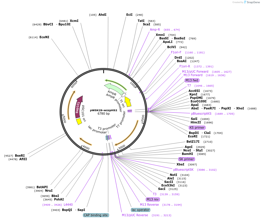 172971-plasmid-map-sequence-id-345224