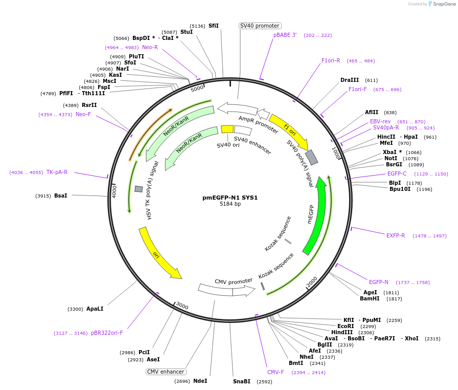 175092-plasmid-map-sequence-id-345228