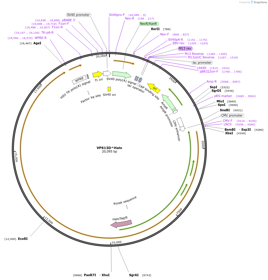 174108-plasmid-map-sequence-id-345229