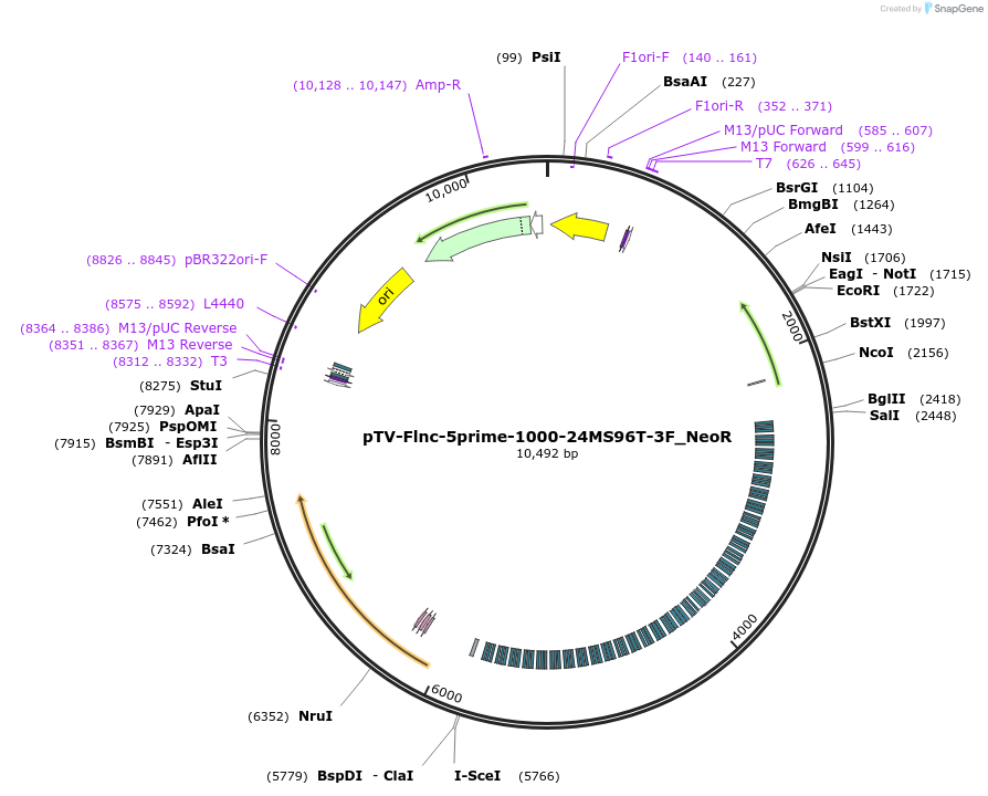 174881-plasmid-map-sequence-id-345232