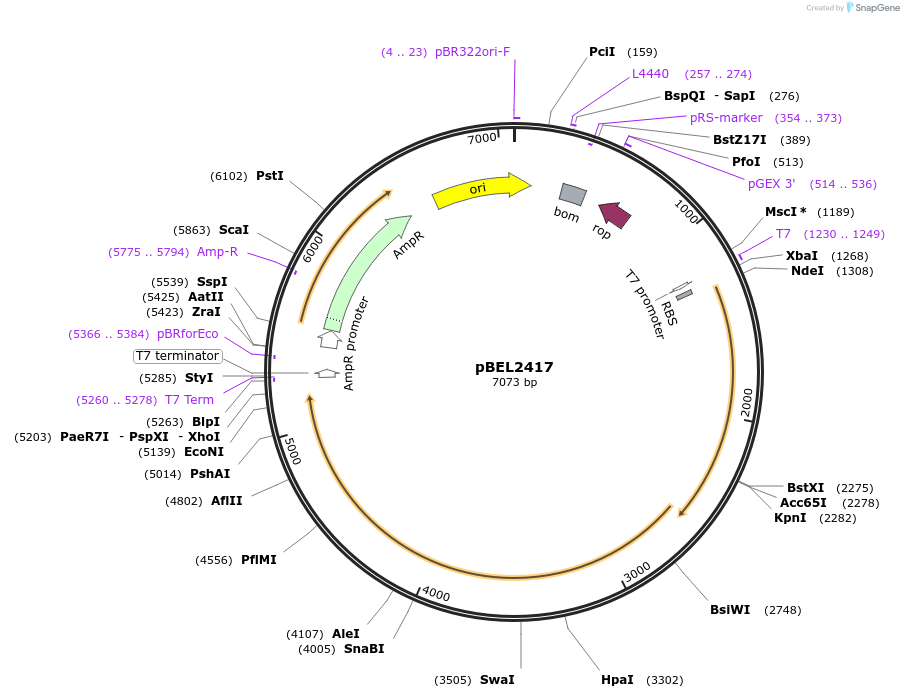 175969-plasmid-map-sequence-id-345241