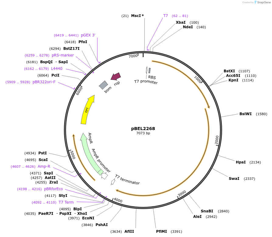 175963-plasmid-map-sequence-id-345242