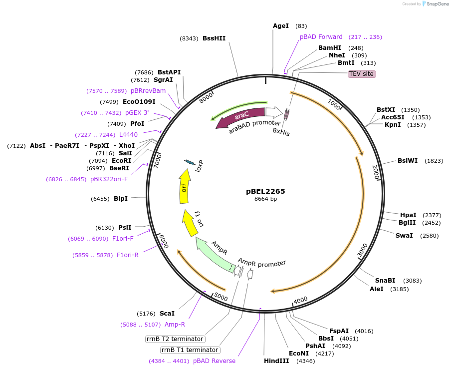 175962-plasmid-map-sequence-id-345244
