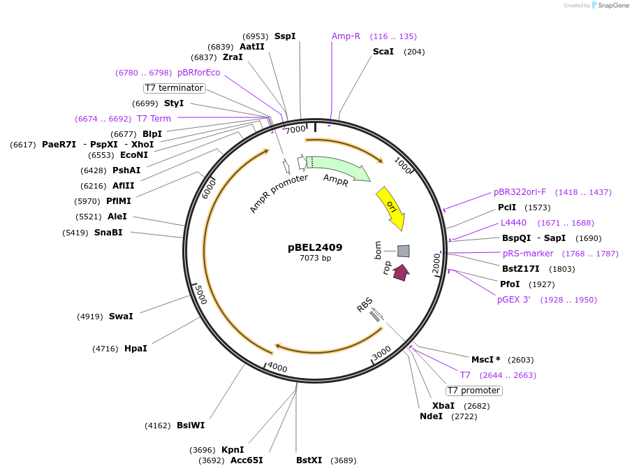 175964-plasmid-map-sequence-id-345246