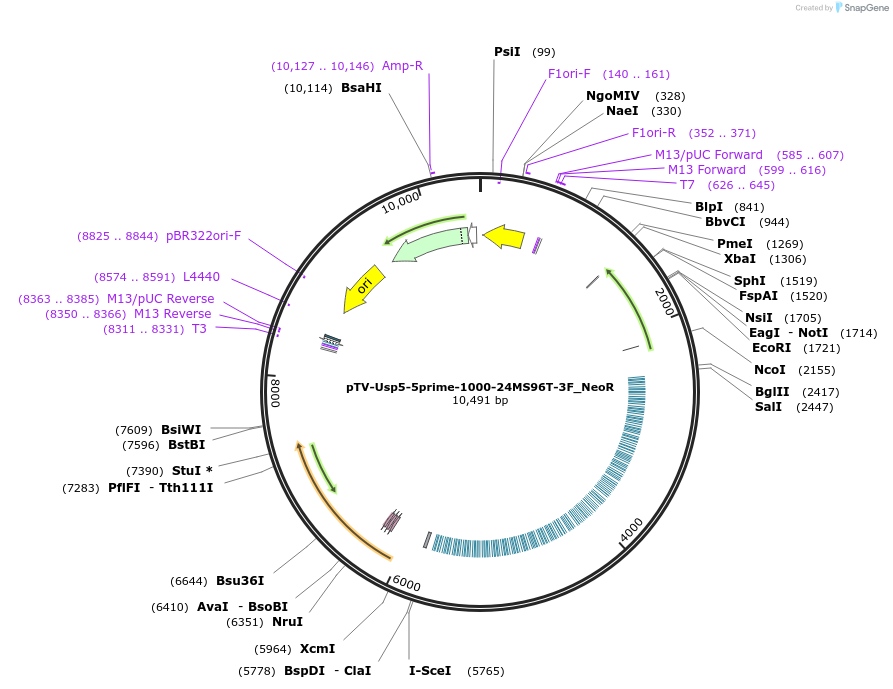 174885-plasmid-map-sequence-id-345247