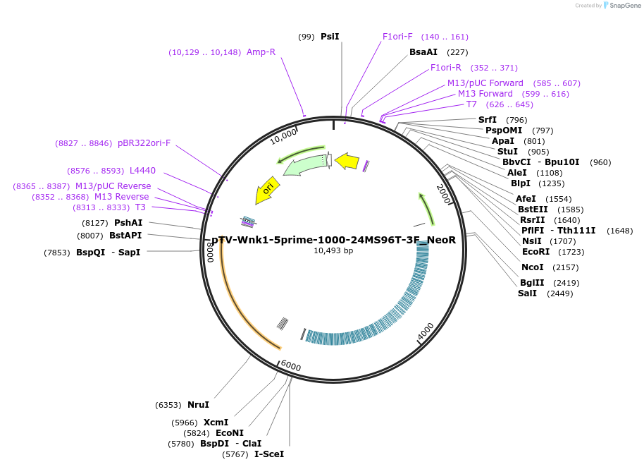174886-plasmid-map-sequence-id-345248