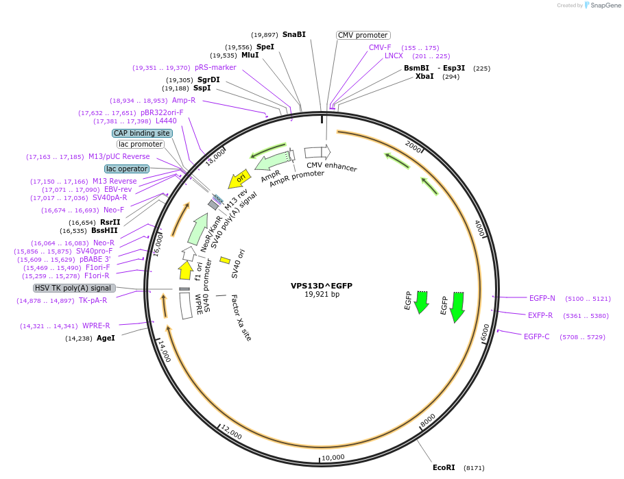 174109-plasmid-map-sequence-id-345250