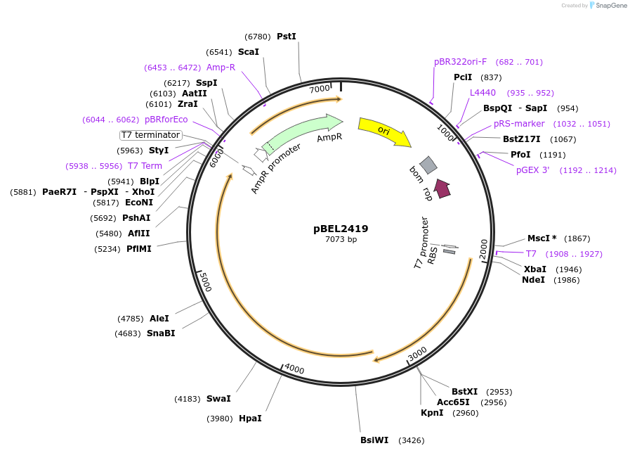 175971-plasmid-map-sequence-id-345257