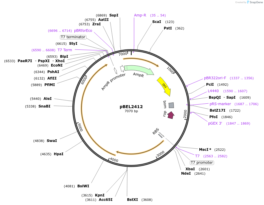 175965-plasmid-map-sequence-id-345261
