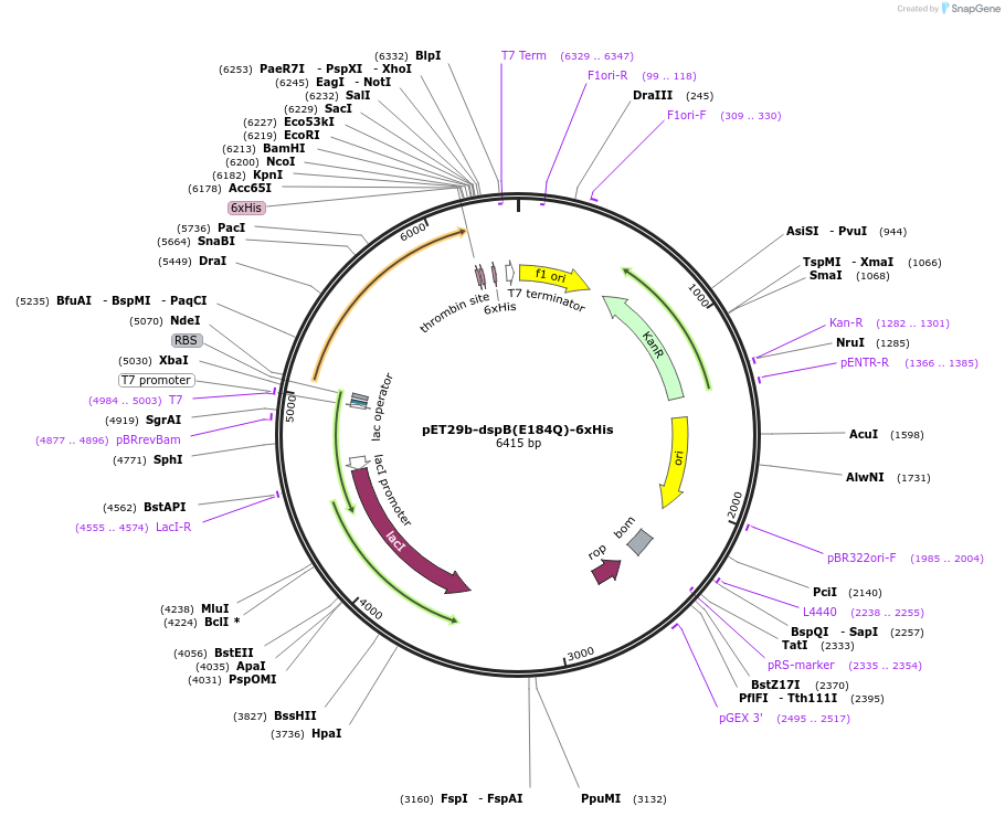 175802-plasmid-map-sequence-id-345277