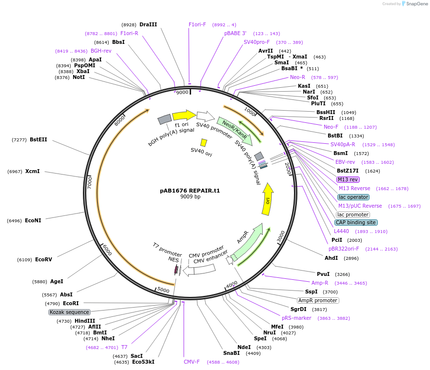 176319-plasmid-map-sequence-id-345279