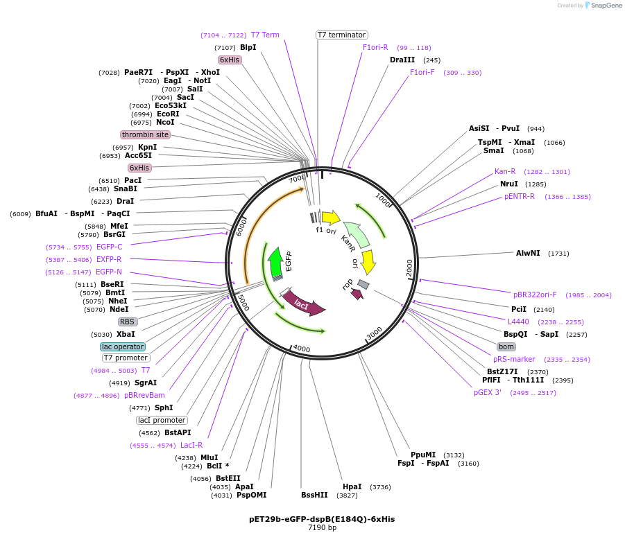 175783-plasmid-map-sequence-id-345281