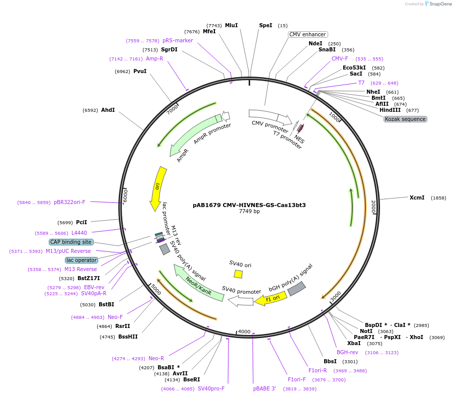 176317-plasmid-map-sequence-id-345282
