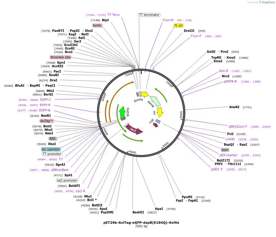 175784-plasmid-map-sequence-id-345284