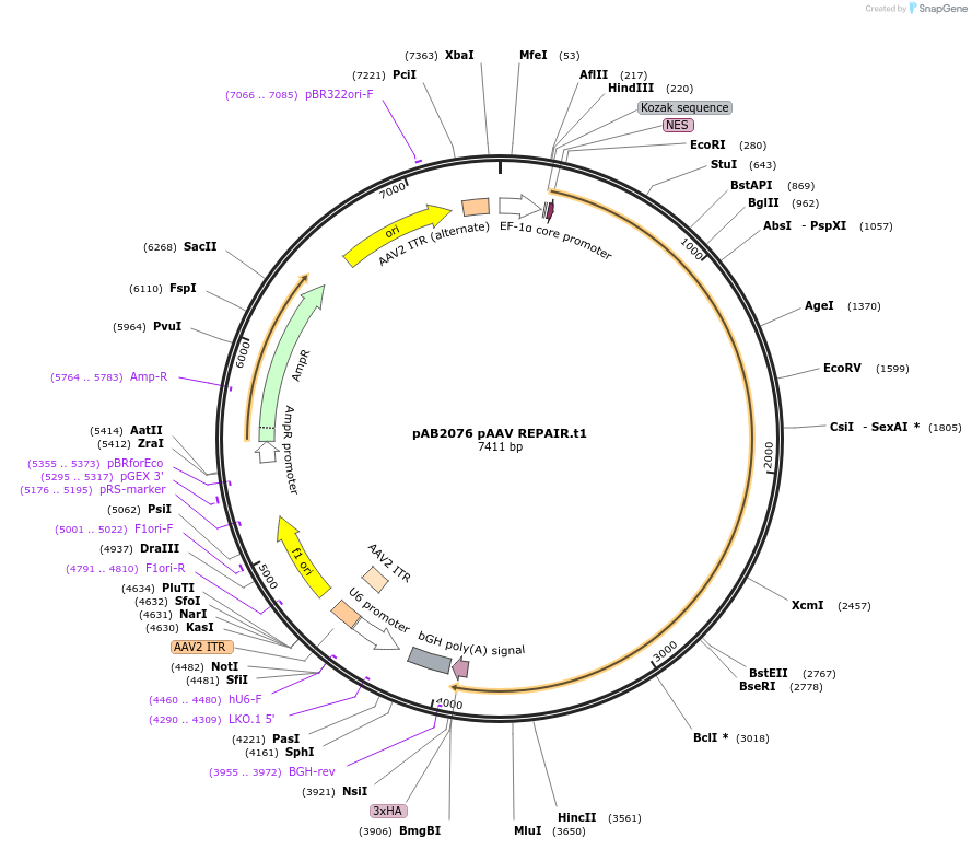 176323-plasmid-map-sequence-id-345286