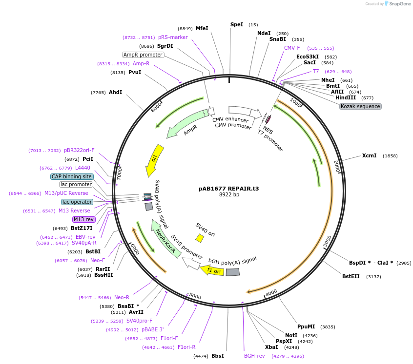 176320-plasmid-map-sequence-id-345287