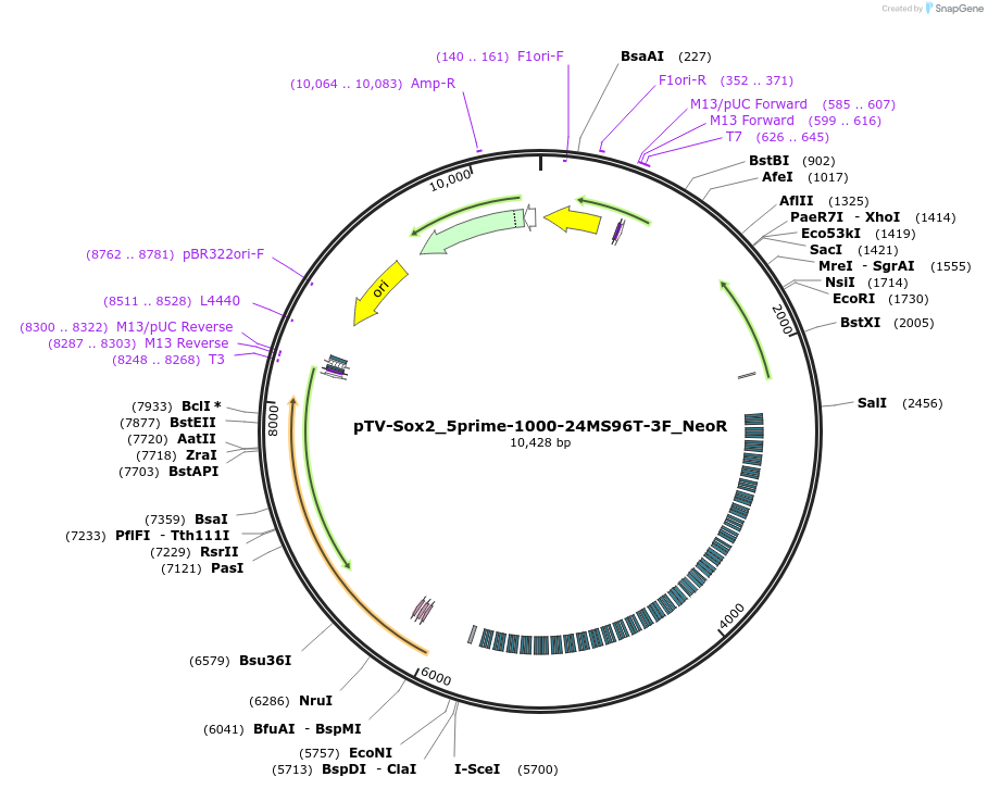 174884-plasmid-map-sequence-id-345290