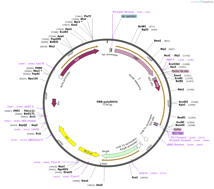 175233-plasmid-map-sequence-id-345293